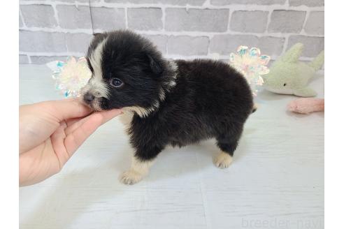 成約済の東京都のミックス犬-375844の7枚目