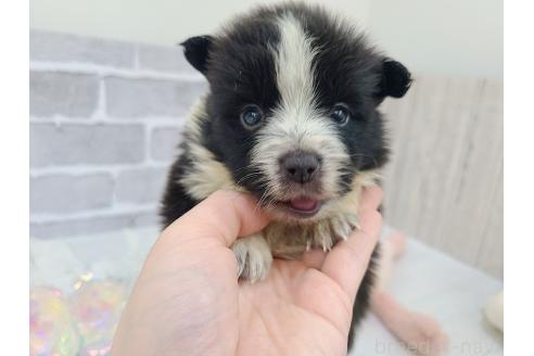 成約済の東京都のミックス犬-375844の6枚目
