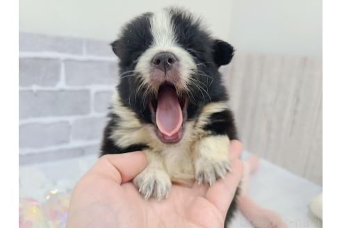成約済の東京都のミックス犬-375844の5枚目
