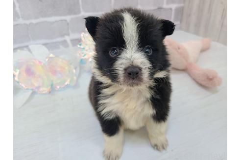 成約済の東京都のミックス犬-375844の2枚目