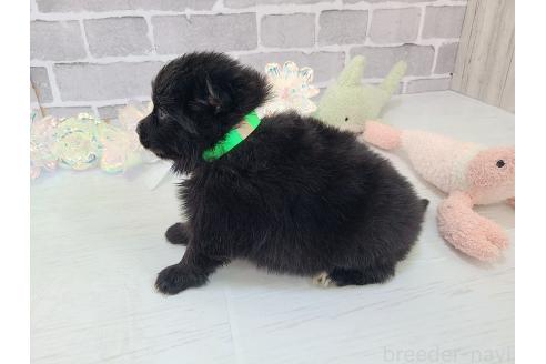 販売中の東京都のミックス犬-375989の20枚目