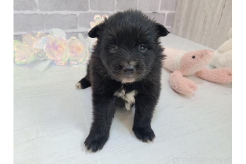 販売中の東京都のミックス犬-375989の19枚目