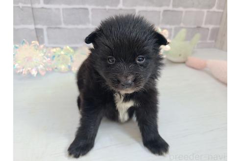 販売中の東京都のミックス犬-375989の18枚目