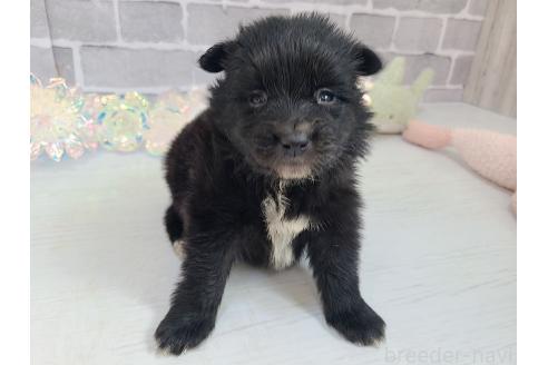 販売中の東京都のミックス犬-375989の17枚目