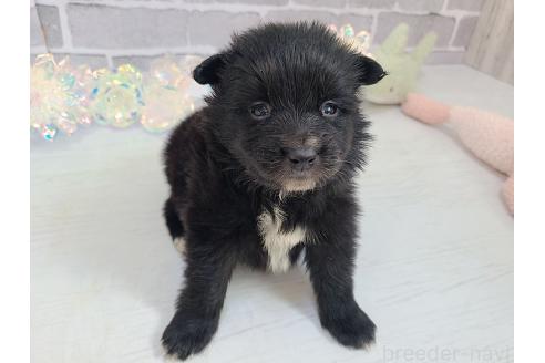 販売中の東京都のミックス犬-375989の16枚目