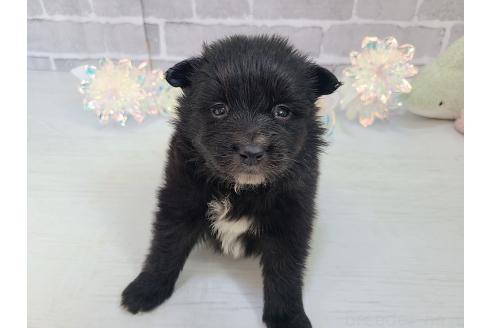 販売中の東京都のミックス犬-375989の15枚目