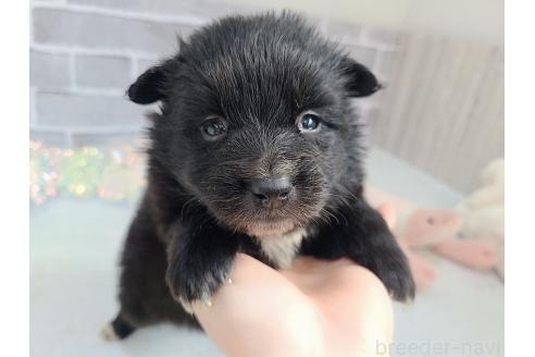 販売中の東京都のミックス犬-375989