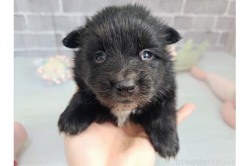 販売中の東京都のミックス犬-375989の13枚目