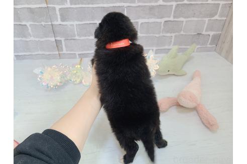 販売中の東京都のミックス犬-375985の19枚目