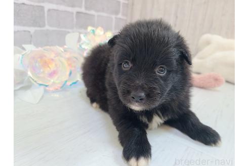 販売中の東京都のミックス犬-375985の18枚目