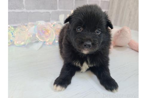 販売中の東京都のミックス犬-375985の17枚目