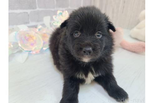 販売中の東京都のミックス犬-375985の16枚目