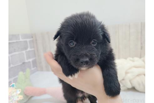 販売中の東京都のミックス犬-375985の15枚目