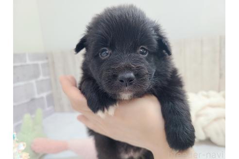 販売中の東京都のミックス犬-375985の14枚目