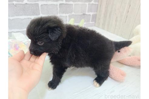 販売中の東京都のミックス犬-375985の13枚目