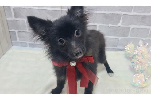 販売中の東京都のミックス犬-352185の8枚目