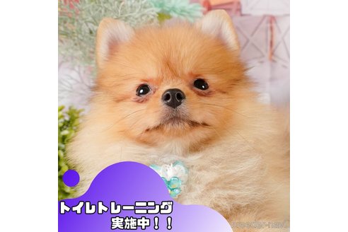 成約済の静岡県のポメラニアン-377646の1枚目