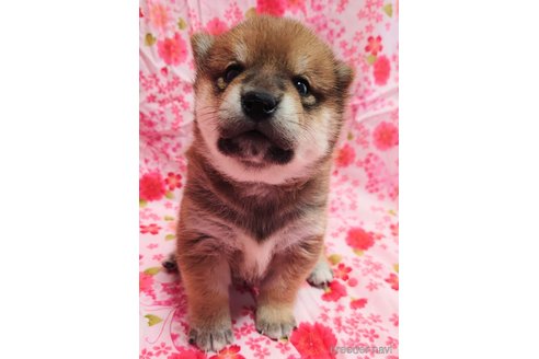 成約済の大阪府の柴犬-376675の8枚目