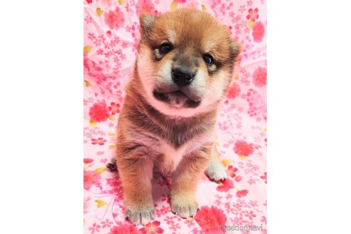 成約済の大阪府の柴犬-376675の9枚目