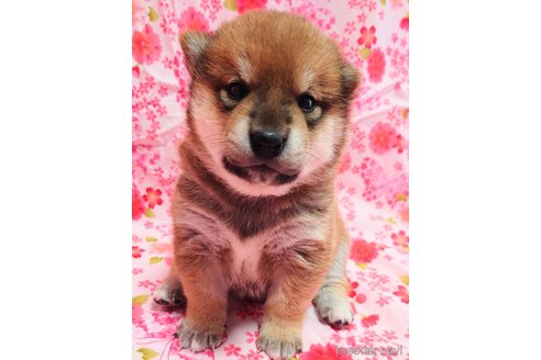 成約済の大阪府の柴犬-376675の10枚目