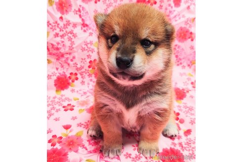 成約済の大阪府の柴犬-376675の5枚目