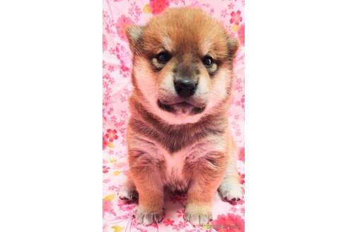 成約済の大阪府の柴犬-376675の7枚目