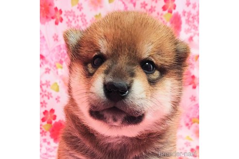 成約済の大阪府の柴犬-376675の1枚目