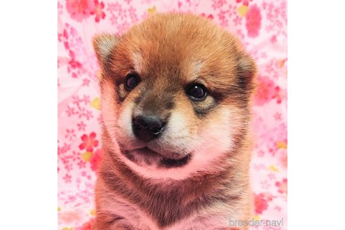成約済の大阪府の柴犬-376675の2枚目
