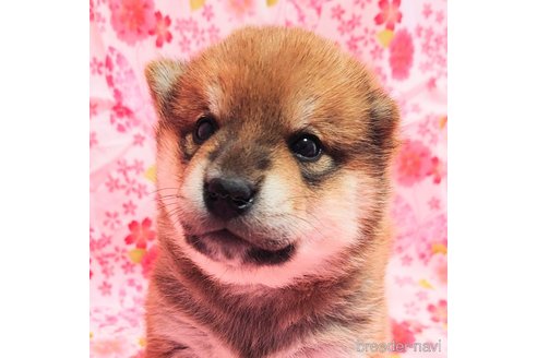 成約済の大阪府の柴犬-376675の3枚目