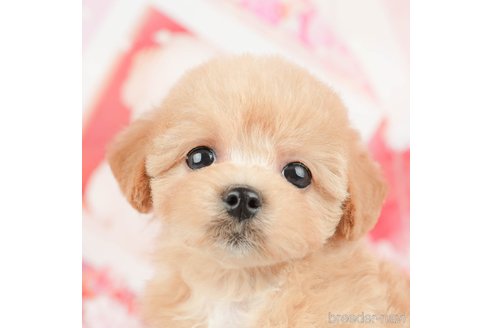 成約済の神奈川県のマルプー:マルチーズ×トイプードル-377825の1枚目