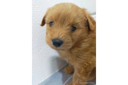 成約済の宮崎県のマルプー:マルチーズ×トイプードル-377621の6枚目