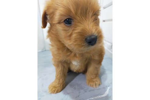 成約済の宮崎県のマルプー:マルチーズ×トイプードル-377621の4枚目