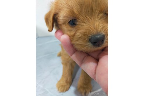成約済の宮崎県のマルプー:マルチーズ×トイプードル-377621の2枚目