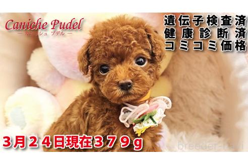 商談中の岐阜県のティーカッププードル-376379