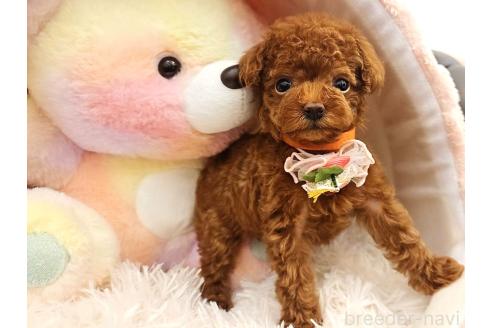 商談中の岐阜県のティーカッププードル-376379の2枚目