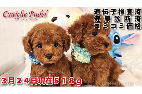 商談中の岐阜県のタイニープードル-376378