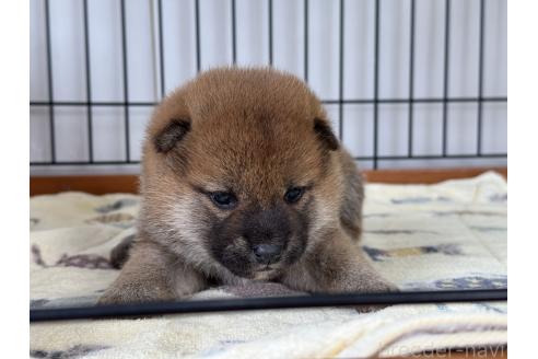 成約済の岡山県の柴犬-377925の5枚目
