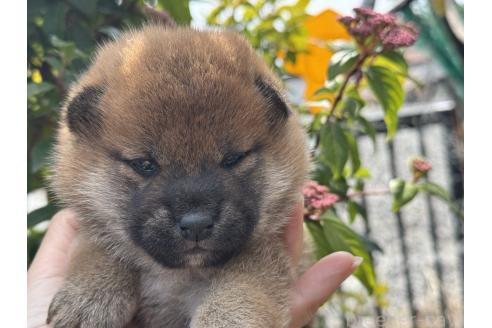成約済の岡山県の柴犬-377925の4枚目