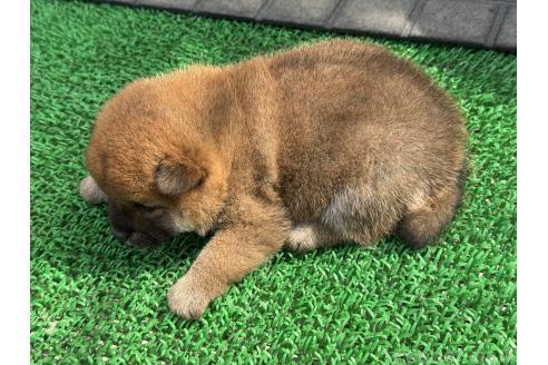 成約済の岡山県の柴犬-377925の3枚目