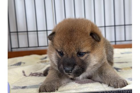 成約済の岡山県の柴犬-377925の2枚目