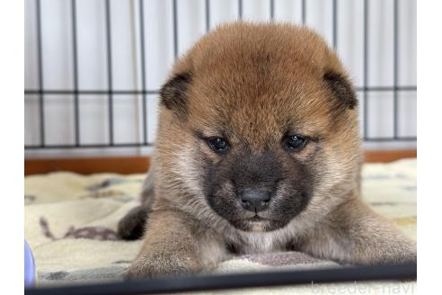 成約済の岡山県の柴犬-377925の1枚目