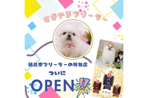成約済の神奈川県のチワワ(ロングコート)-377927の4枚目