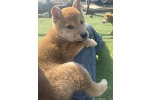 成約済の熊本県の柴犬-363771の5枚目