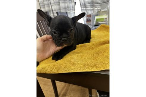 販売中の千葉県のフレンチブルドッグ-371373の5枚目