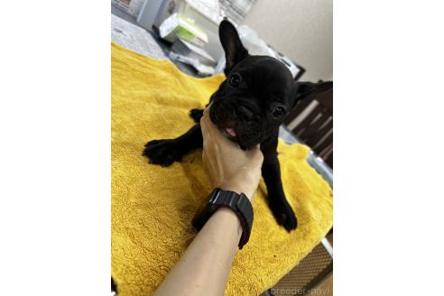 販売中の千葉県のフレンチブルドッグ-371373の4枚目