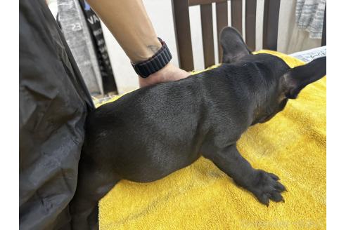 販売中の千葉県のフレンチブルドッグ-371373の2枚目