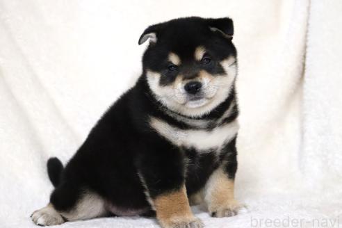 成約済の滋賀県の柴犬-376079の15枚目