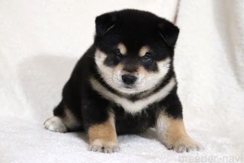 成約済の滋賀県の柴犬-376079の14枚目