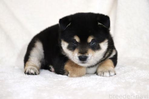 成約済の滋賀県の柴犬-376079の13枚目