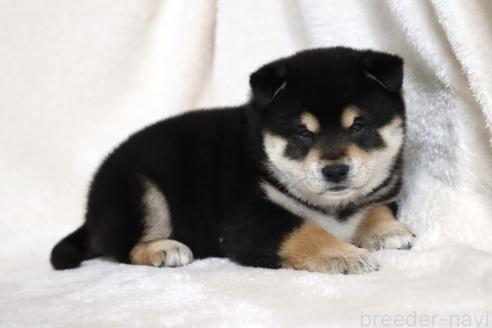 成約済の滋賀県の柴犬-376079の12枚目